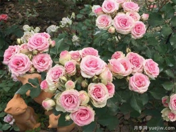 盆栽月季花期怎样修剪