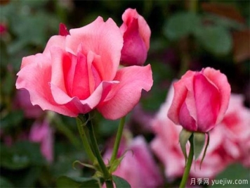 盆栽月季为什么花朵越开越小？影响月季开花主要因素