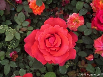 如何让月季花月月开花？