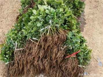 花卉扦插失败？教你提高成活率