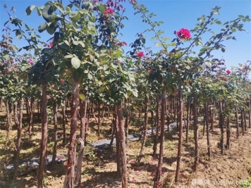 什么是精品苗标准？精品苗的三个硬指标