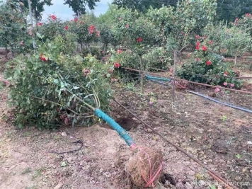 树桩苗木移栽后促成活和复壮技术分享