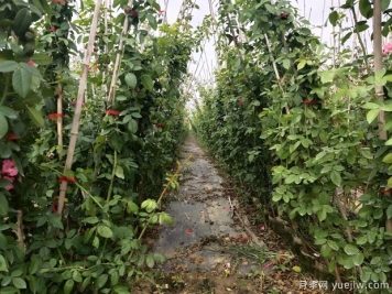 爬藤月季花的养护方法