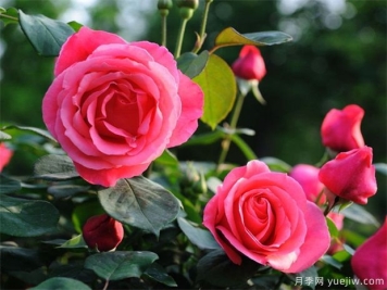 月季花苞迟迟不开放的5个影响因素