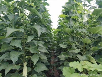 园林绿化中几种常见速生树种，发展趋势仍有空间