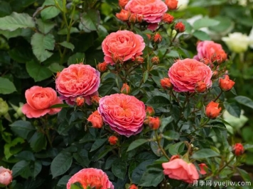 橙色淡雅的点火樱桃月季