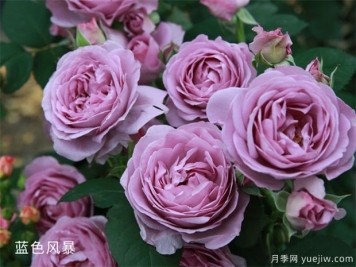 蓝色风暴和蓝色阴雨的优缺点是什么？对比