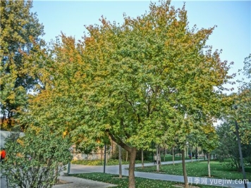 五角枫与元宝枫如何区别？三个方面轻松分辨