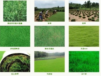 最优草坪品种分类和搭配运用