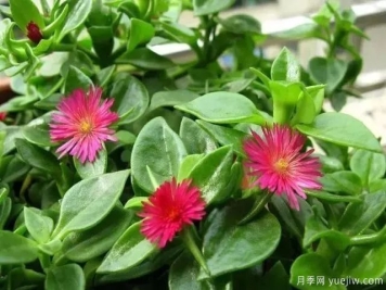 牡丹吊兰的修剪与施肥