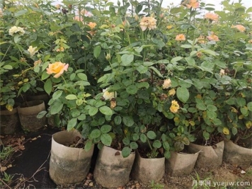 月季容器苗与传统大田育苗相比的优点