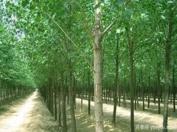 速生杨怎么种，有哪些病害