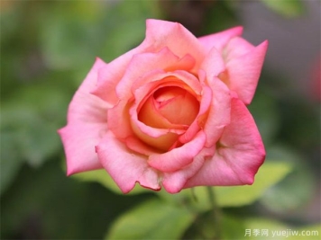 园林植物设计知识集锦