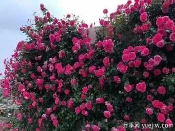 推荐6个颜值高好养护的藤本月季