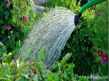 如何给园林植物浇水更合理？灌木乔木花境各有方法