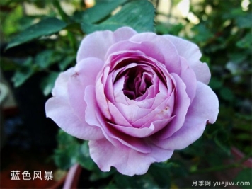 推荐5种蓝色月季，网红品种并且花量大花期长