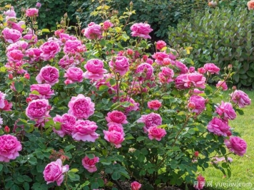 月季肯特公主，颜值高花香浓四季勤花