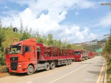 夏季苗木移栽与养护关键技巧