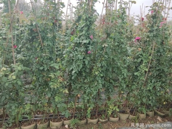 冬季藤本月季修剪的时间和5点办法