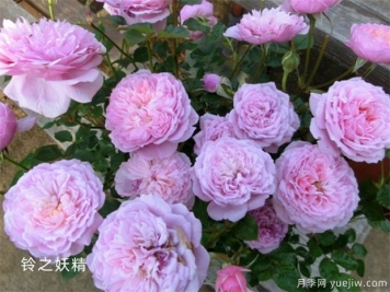 铃之妖精为阳台党而生的一款微型月季花