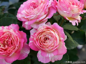 马克夏加尔月季，又美又香花期长的阳台月季