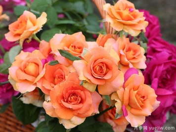 那些与音乐家同名的月季