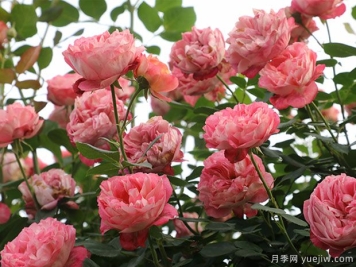 推荐5个抗病性强的藤本月季品种，新手轻松种植