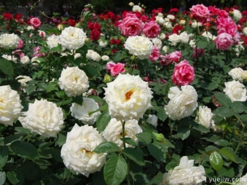 种月季多大盆合适？你知道吗