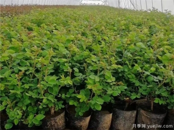 秋天播种的月季小苗怎么过冬，怎么管理？