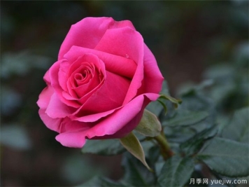 灌木月季和微型月季的冬天修剪与养护