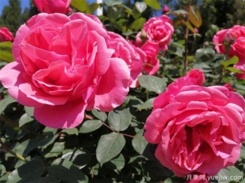 小苗弯曲生长严重，如何避免和矫正