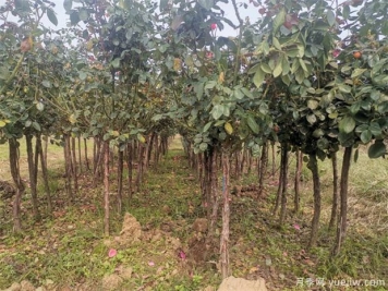 冬季南阳苗圃这么浇水，减少一半冻伤量