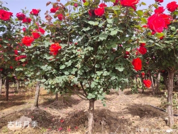 种植什么绿化树前景好？