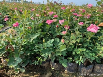 月季容器苗栽培难点——基质的配比