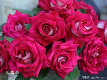 避开月季养护的6个坑，月季花很好养殖