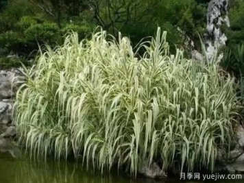 雨水花园的植物选择与配置