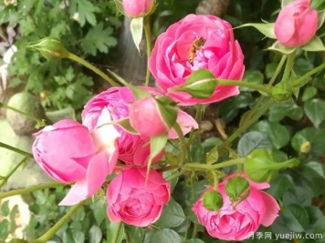 秋冬季盆栽月季花卉施肥的要点