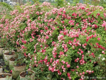 阳台上种藤本月季需要满足哪些要求