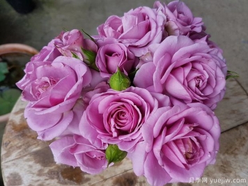 紫色阳台月季的优缺点是什么？