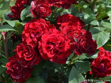 纪念芭芭拉月季的优缺点是什么？