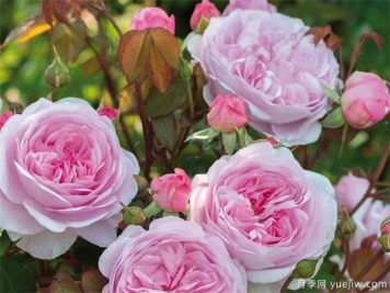 立春悄然而至，还未冬剪的月季可要抓紧了