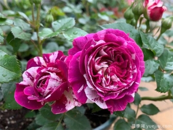 10种月季蚜虫治疗方法，杀除蚜虫真简单