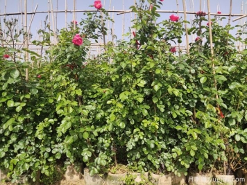 藤本月季施肥要想养的枝繁叶茂就要注意季节施肥！