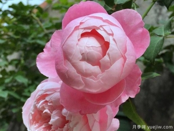 月季中的三仙女品种，颜值高又耐寒，冬天自然开花