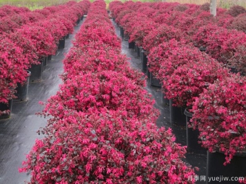 2022年种什么球类苗子销路好利润高