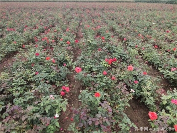 学习苗木销售中的潜规则事项方能赢得先机