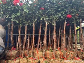 树状月季基地介绍月季日光温室栽培技术育苗方法