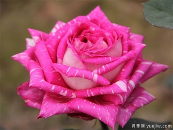 花中皇后--月季花