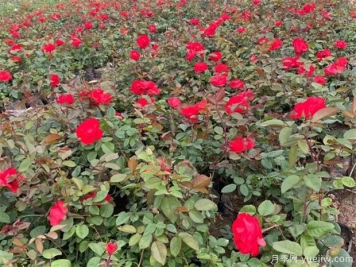 选好月季苗圃地，这7个因素是关键！