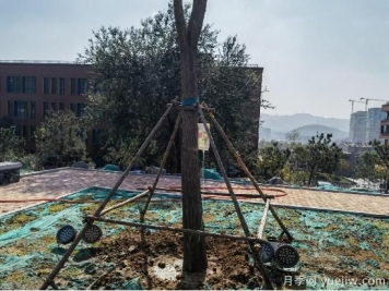 景观绿化工程之栽植基础，苗木养护技术交底